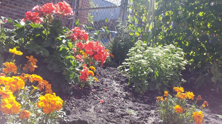 Perennial and annual flowers in Eastie Farm.